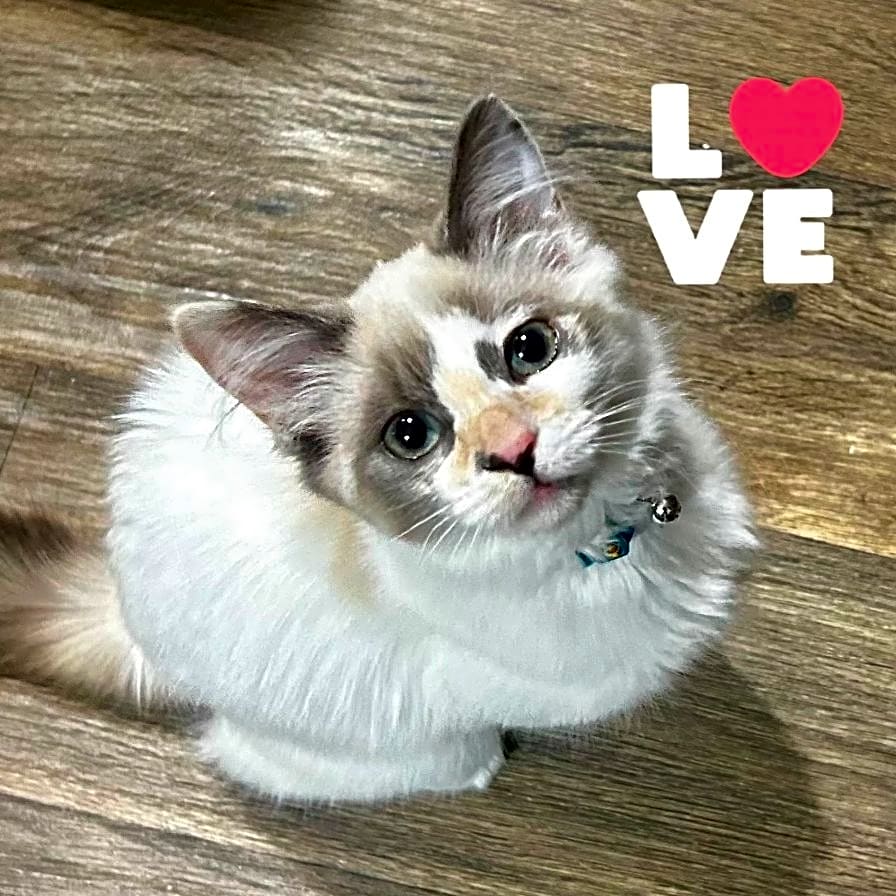 Photo of Mushi
