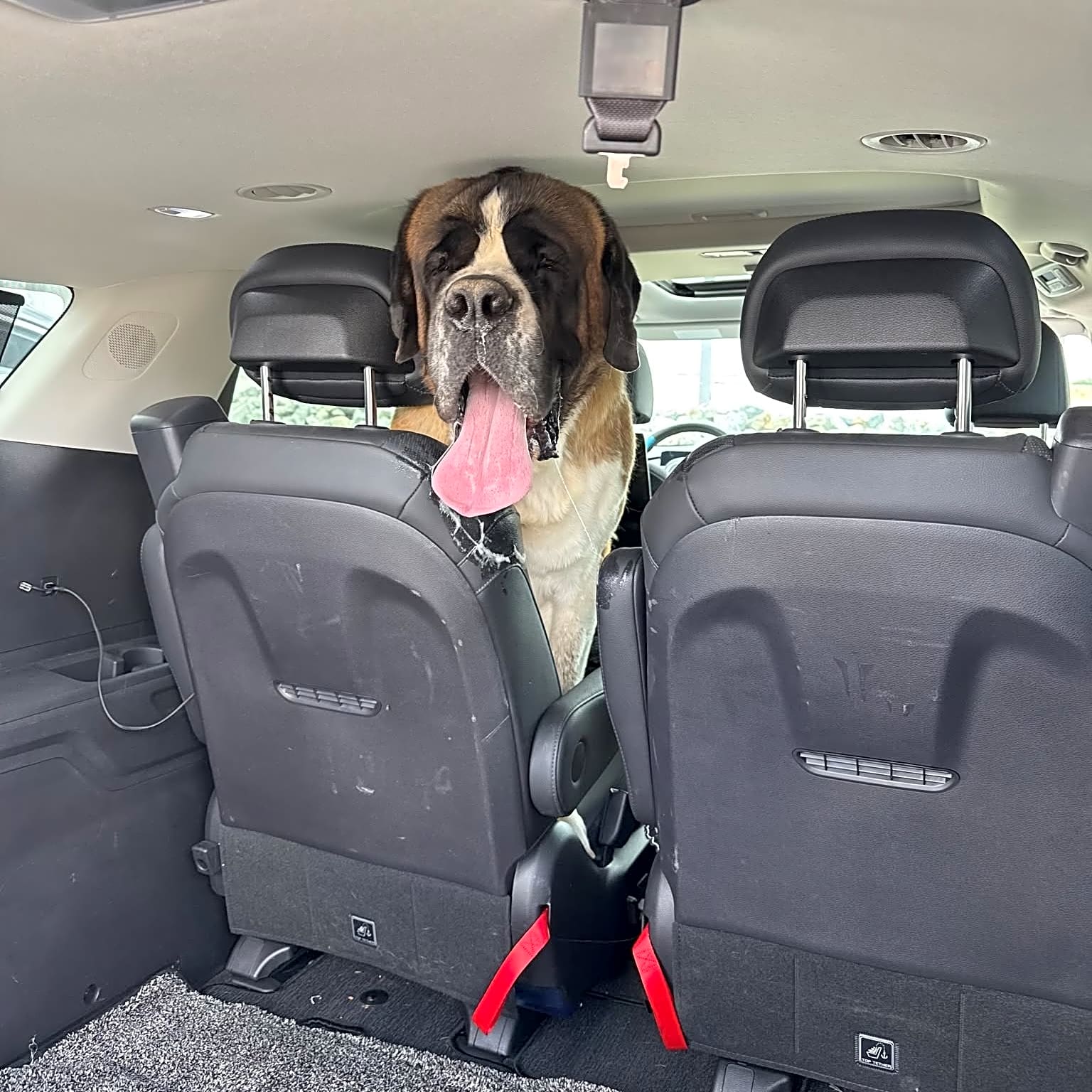Photo of Tucker