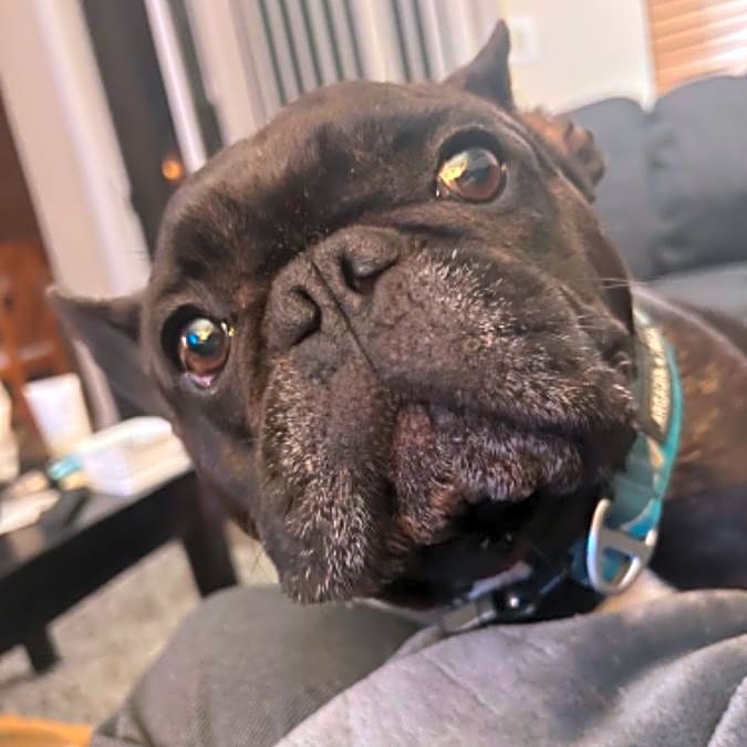 Photo of Remy