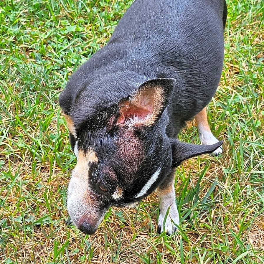 Photo of Chesney