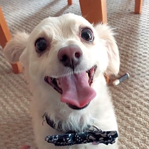 Photo of Max