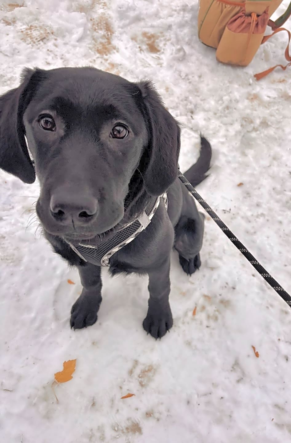 Photo of Atlas