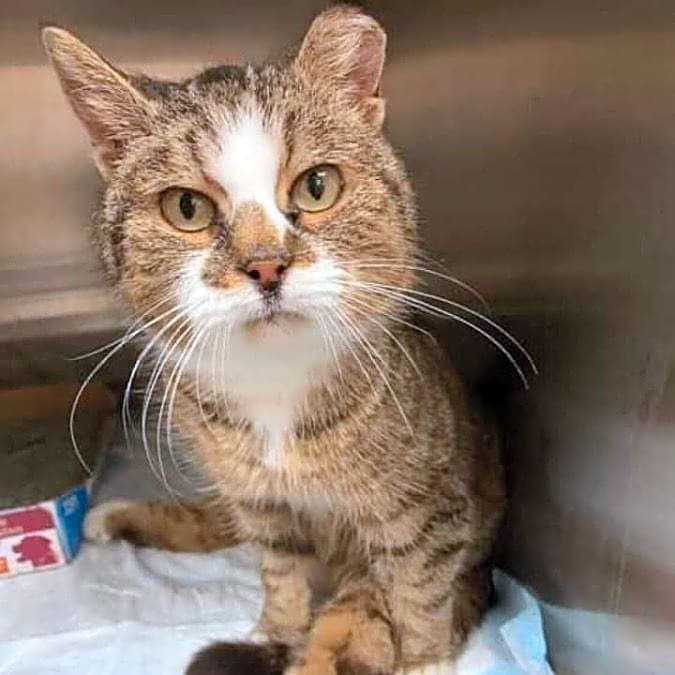 Photo of Zelda