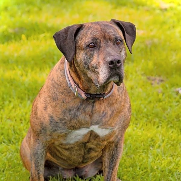 Photo of Tilly