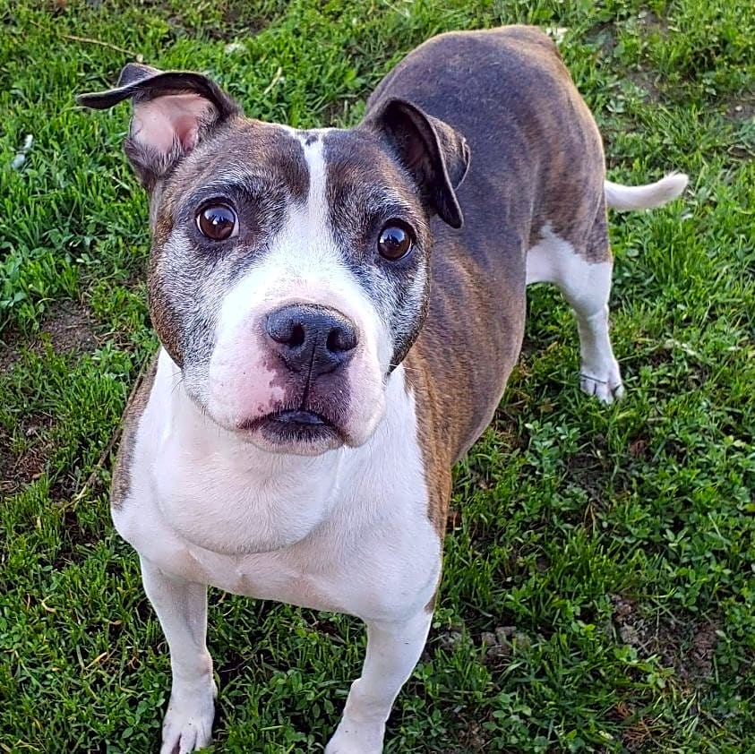 Photo of Josie