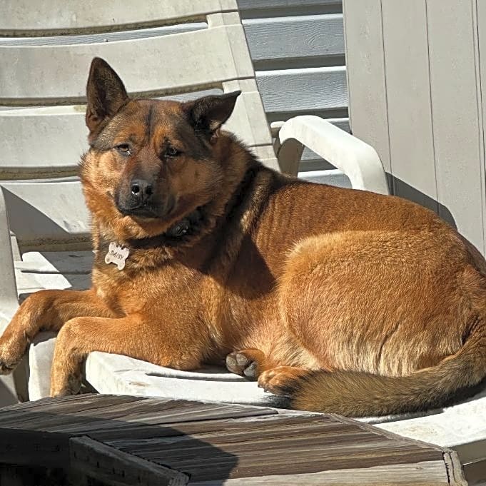 Photo of Daisy