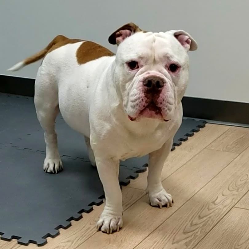 Photo of Capone