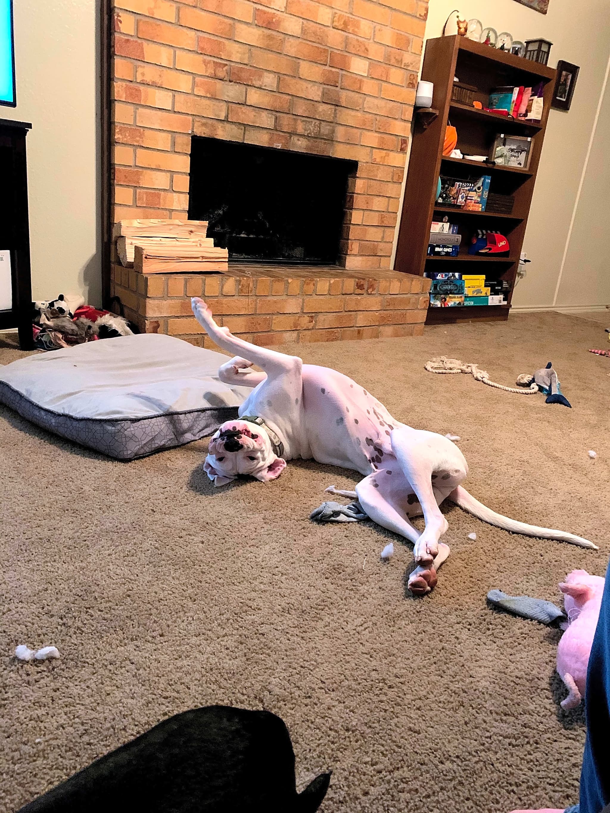 Photo of Milo