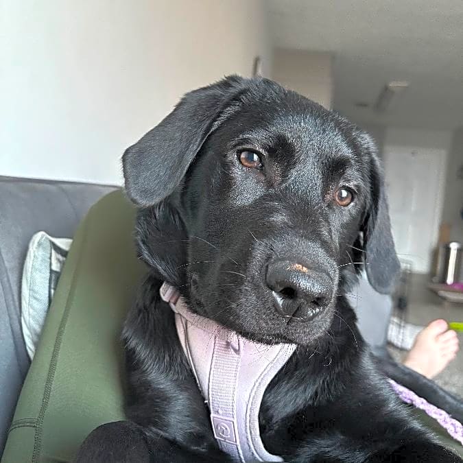Photo of Nova
