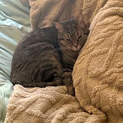 Photo of Kitten