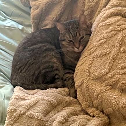Photo of Kitten