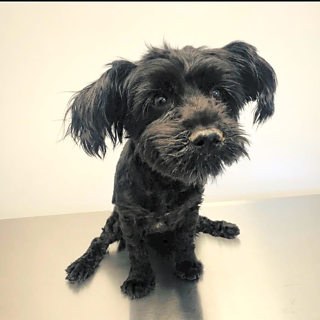 Photo of Annabelle