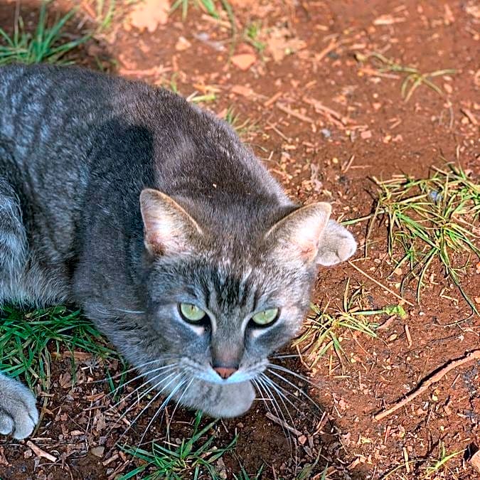 Photo of Milo