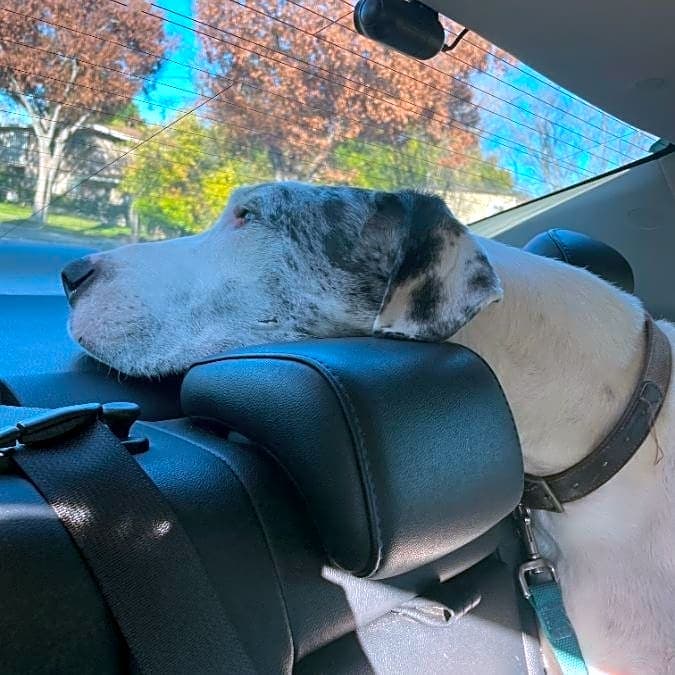 Photo of Winston
