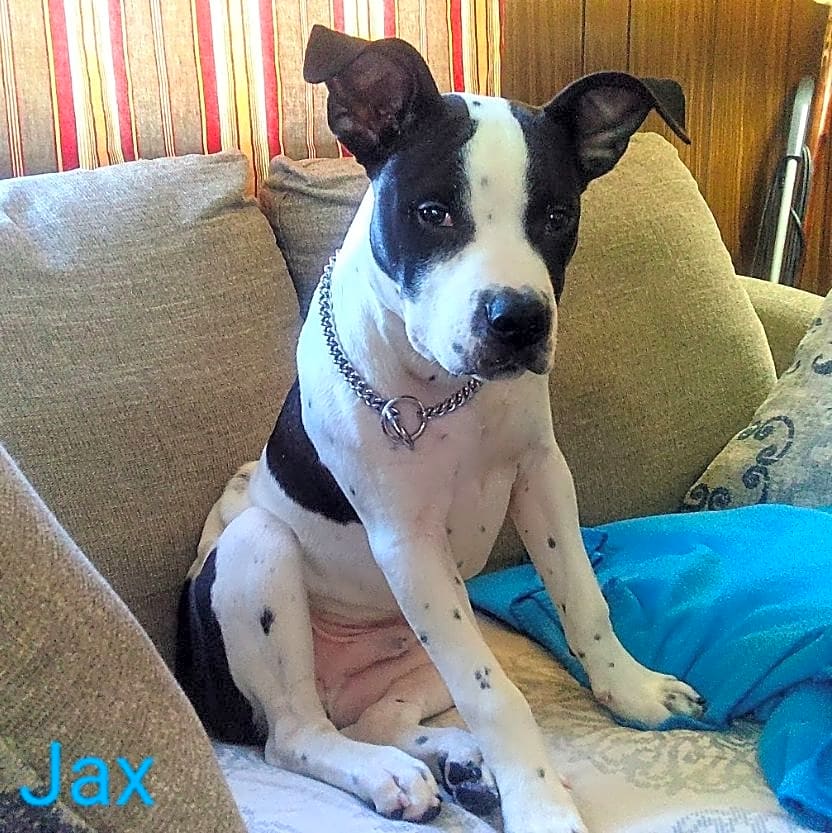 Photo of jax