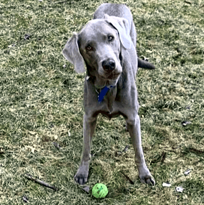Photo of Ace