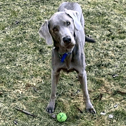 Photo of Ace
