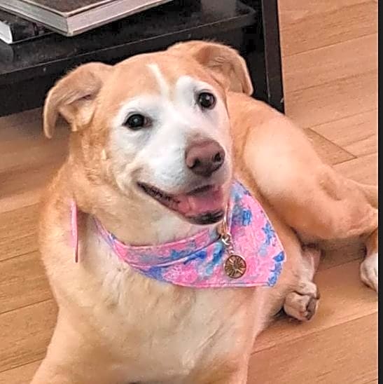 Photo of Sadie