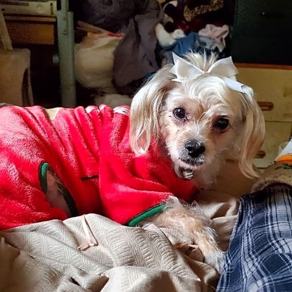 Photo of Pepper