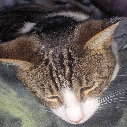Photo of Beans