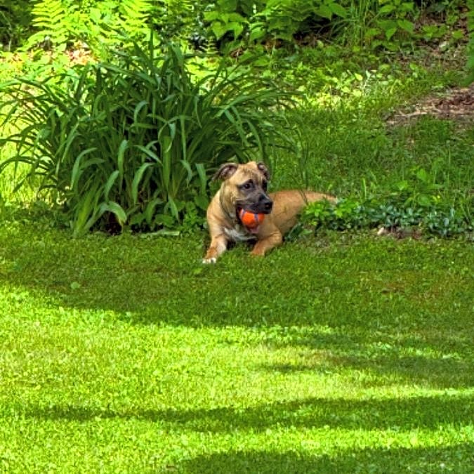 Photo of Trapper