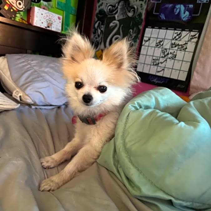 Photo of Nala