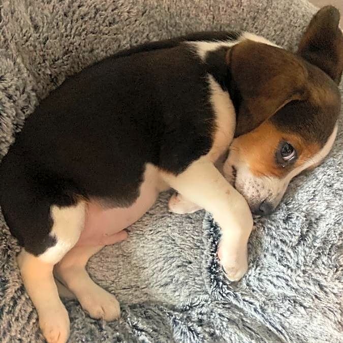 Photo of Mango