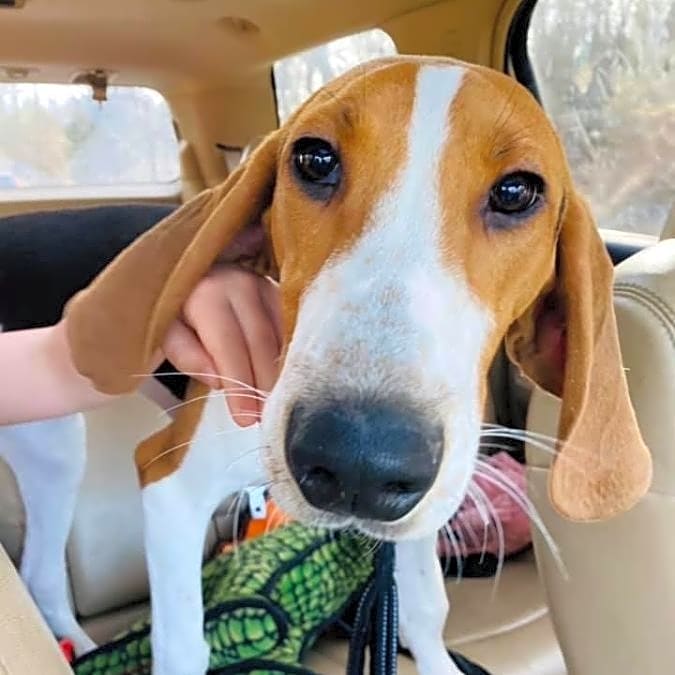 Photo of Scout