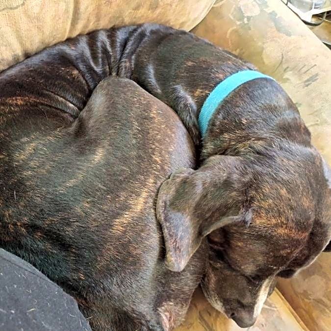 Photo of Jax
