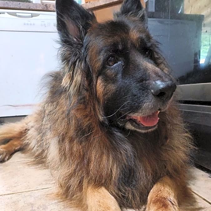 Photo of Kodi Bear
