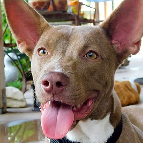 Photo of Coco