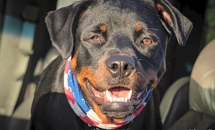 Photo of Scout