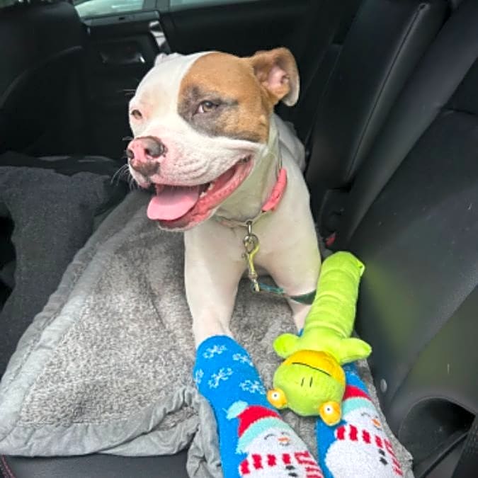 Photo of Stella