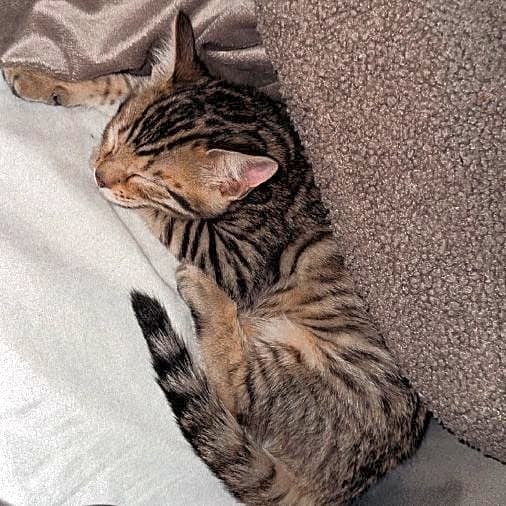 Photo of Muffin