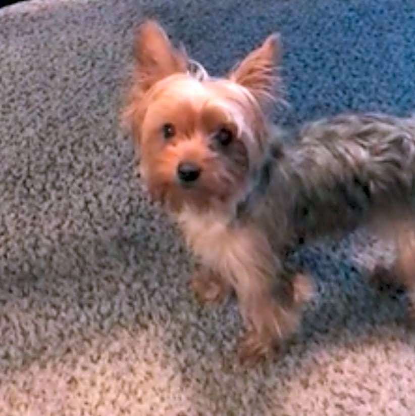 Photo of Bella