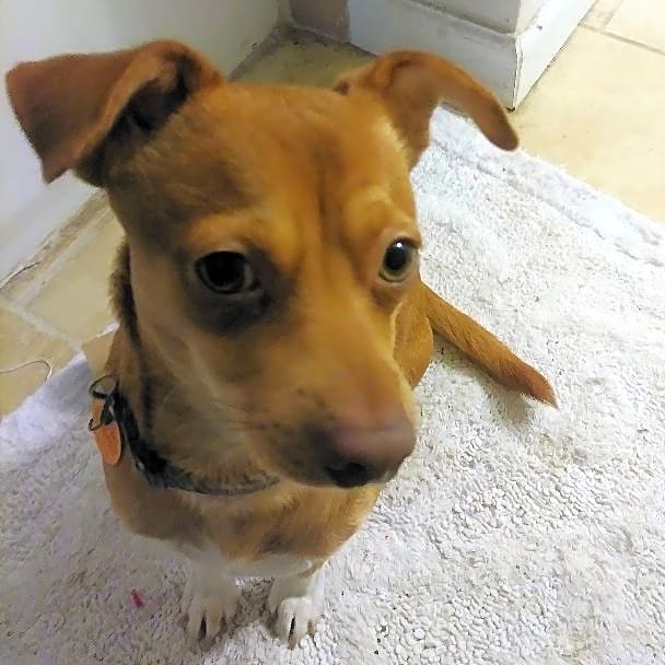 Photo of Scurry