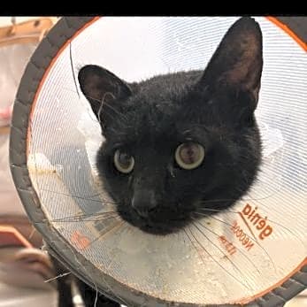 Photo of Mr. Meow