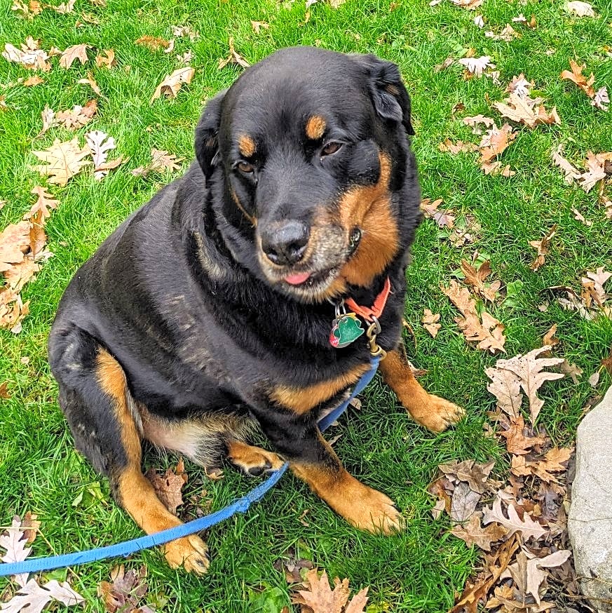 Photo of Samson