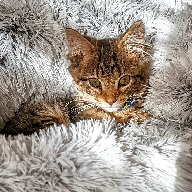 Photo of Jade