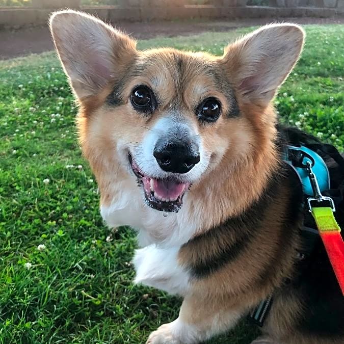 Photo of Maximus