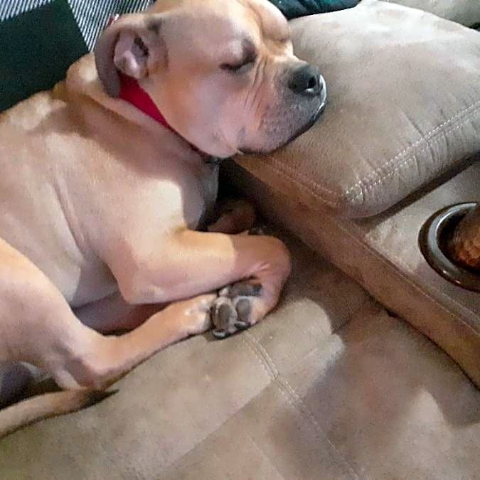 Photo of dip