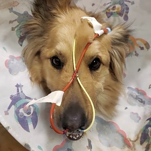 Photo of Taz