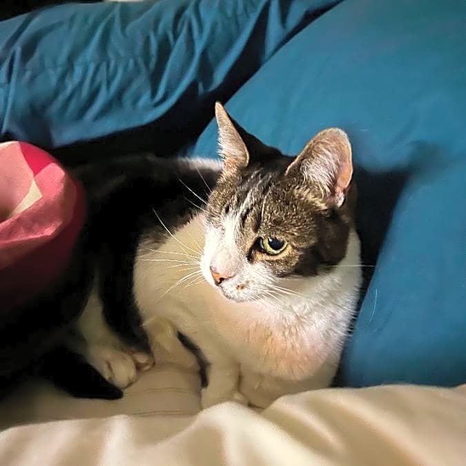 Photo of Pirate
