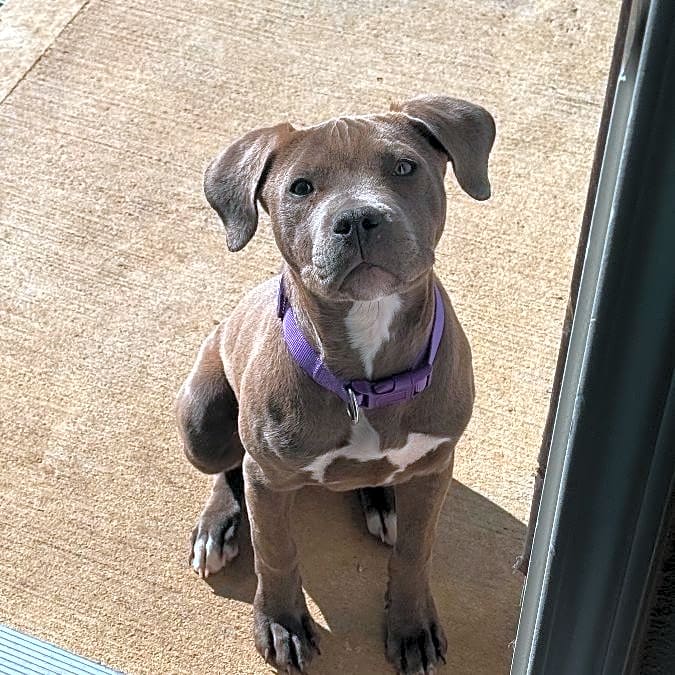 Photo of Luna