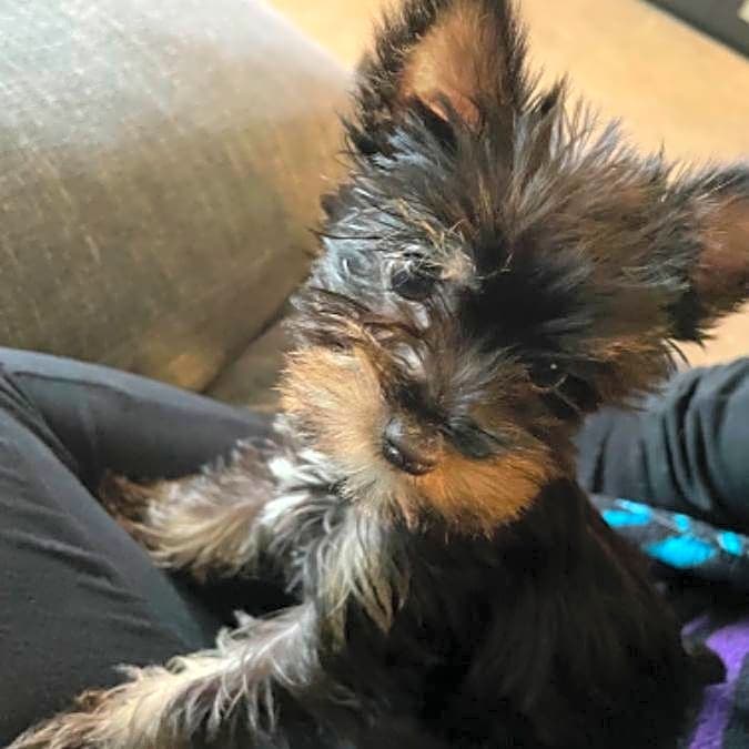 Photo of Booboo