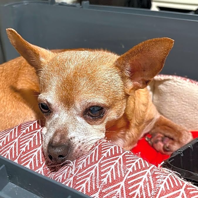 Photo of Taco