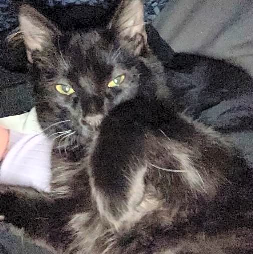 Photo of Bandit