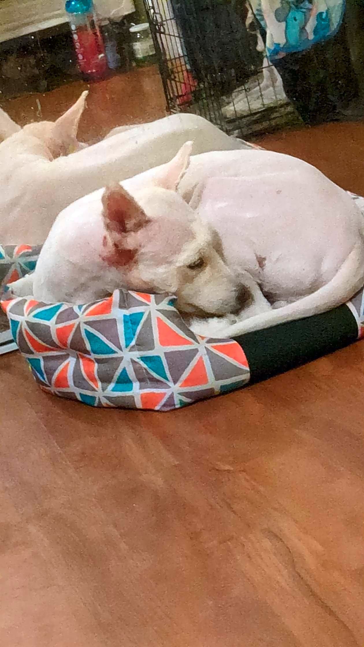 Photo of Milo