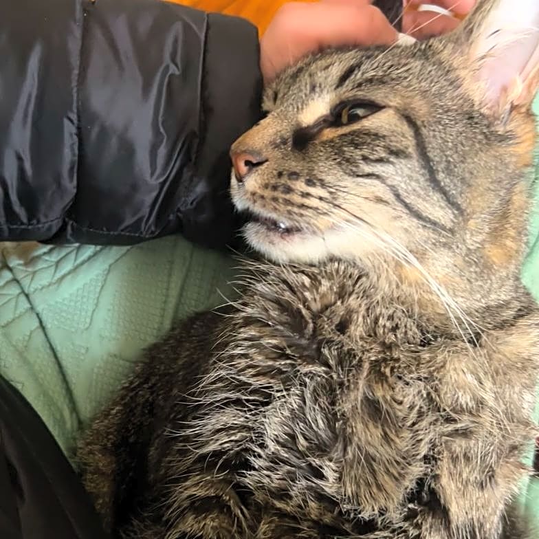 Photo of Grey