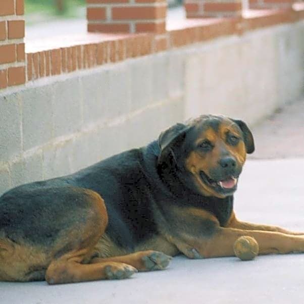 Photo of Tyson